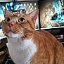 Mr.keytek is registered to the contest to win money with this photo: abyssinian, animal, arcadegamemachine, cat, computer, computerhardware, computerkeyboard, electronics, entertainmentcenter, game, hardware, hardwood, manx, monitor, pc, person, pet, screen, tv, wood