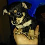 puppy, dog, hand, black, tan, cute, pet, animal, small, young, fur, ears, paw, indoor, person, holding, portrait, face, closeup, looking