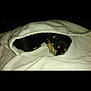 puppy, dog, sleeping, white_hoodie, blanket, cozy, cute, pet, animal, tucked_in, nap, indoors, small, black_and_tan, fur, resting, soft, warm, cuddle, comfort