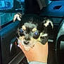 puppy, dog, hand, car_interior, window, steering_wheel, cute, small_animal, pet, young_dog, black_and_tan, ears, face, animal, domestic_animal, looking, close_up, sitting, inside, vehicle