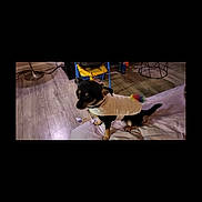 Tiny is registered to the contest to win money with this photo: dog, small_dog, sweater, indoor, wooden_floor, blanket, bedspread, furniture, lamp, chair, colorful_tail, pet, animal, black_dog, tan_dog, cute, domestic, flooring, relaxed, sitting