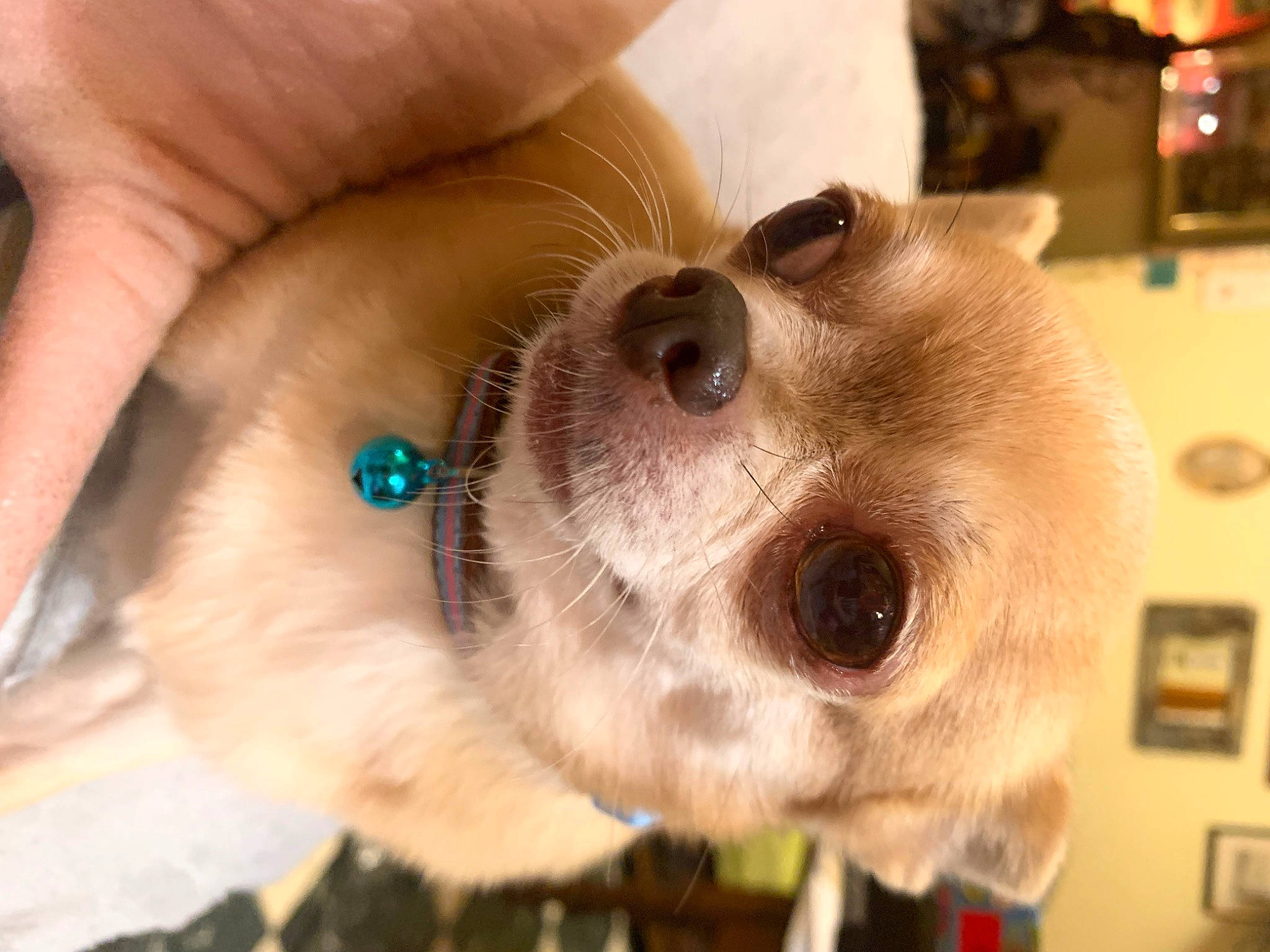 Lovely a rejoint le concours — aidez-le/la à gagner de superbes lots ! canidae, carnivore, collar, companion_dog, dog, dog_breed, dog_collar, ear, eyewear, fawn, fur, nose, pomeranian, selfie, snout, sporting_group, sunglasses, toy_dog, whiskers, working_animal