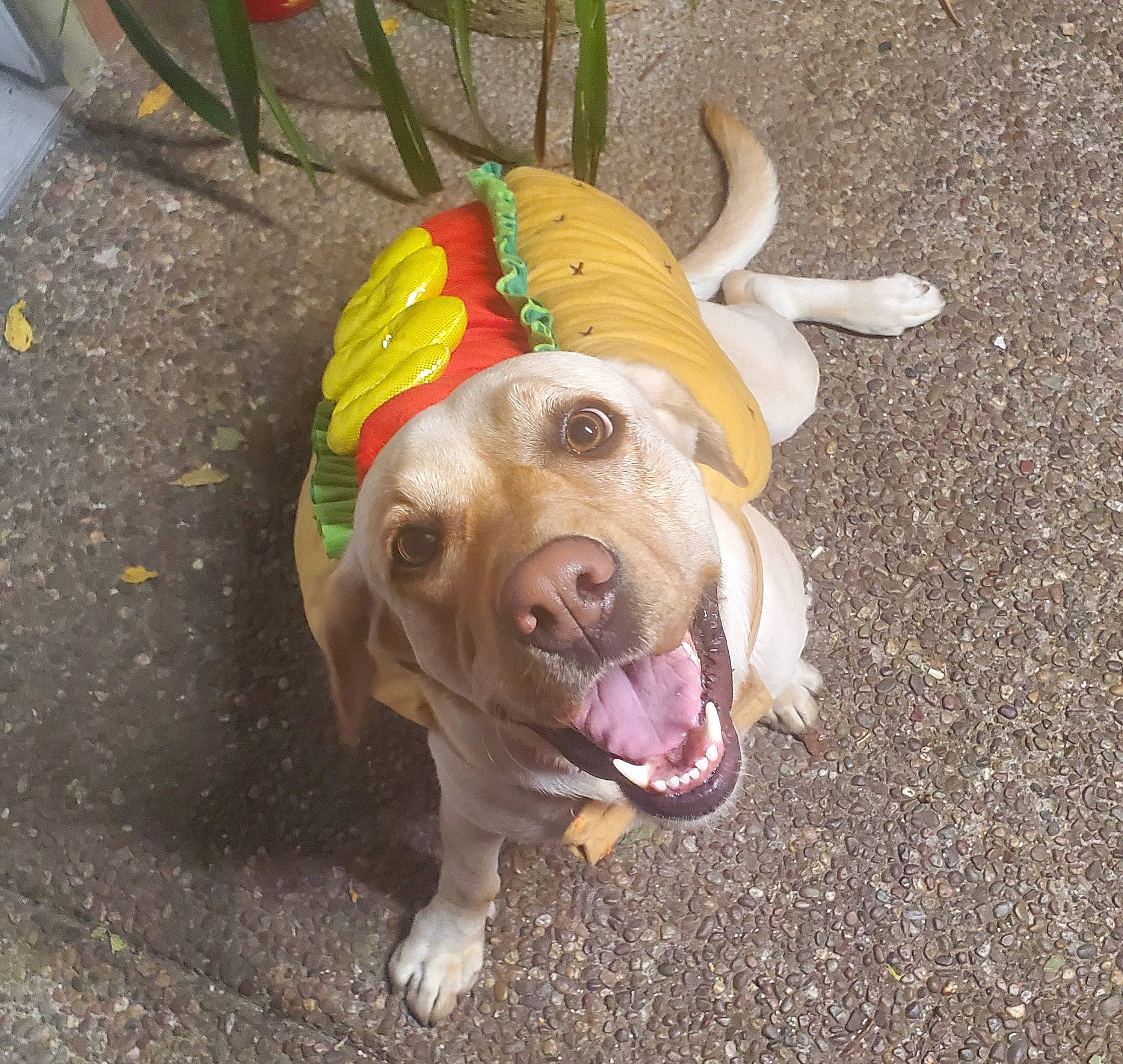 Snow White joined the competition — help win amazing prizes! asphalt, canidae, carnivore, companion_dog, concrete, dog, dog_breed, dog_supply, fawn, grass, paw, pet_supply, road_surface, snout, soil, sporting_group, tail, terrestrial_animal, working_animal, wrinkle