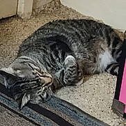Oddball is registered to the contest to win money with this photo: cat, tabby_cat, sleeping, curled_up, fur, whiskers, striped_fur, pet, animal, indoor, carpet, rug, floor, home, cozy, nap, relaxed, gray, brown, photograph
