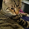 Oddball joined the competition — help win amazing prizes! cat, tabby, feline, pet, animal, portrait, close_up, whiskers, ears, eyes, striped_fur, brown_fur, gray_fur, lying_down, relaxed, indoors, blanket, window_blinds, home, cozy