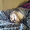 Oddball joined the competition — help win amazing prizes! cat, tabby_cat, sleeping, pet, animal, furry, whiskers, paws, striped_fur, indoors, blanket, bed, cozy, relaxed, resting, close_up, portrait, home, soft_texture, photography