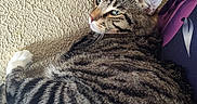 Oddball joined the competition — help win amazing prizes! cat, tabby_cat, feline, pet, animal, striped_fur, green_eyes, whiskers, ears, nose, side_profile, lying_down, relaxed, indoor, couch, cushion, textured_wall, framed_photo, cozy, portrait