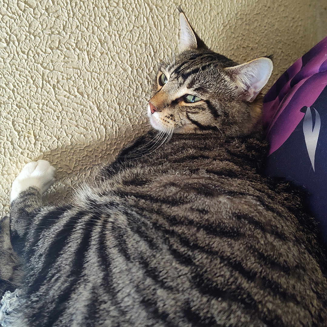 Oddball joined the competition — help win amazing prizes! cat, tabby_cat, feline, pet, animal, striped_fur, green_eyes, whiskers, ears, nose, side_profile, lying_down, relaxed, indoor, couch, cushion, textured_wall, framed_photo, cozy, portrait