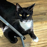 Simon joined the competition — help win amazing prizes! animal, black_and_white, cat, close_up, curious, domestic_cat, feline, golden_eyes, indoor, laying_down, metal_chair_leg, pet, portrait, relaxed, shadow, sunlight, tuxedo_cat, whiskers, wooden_floor