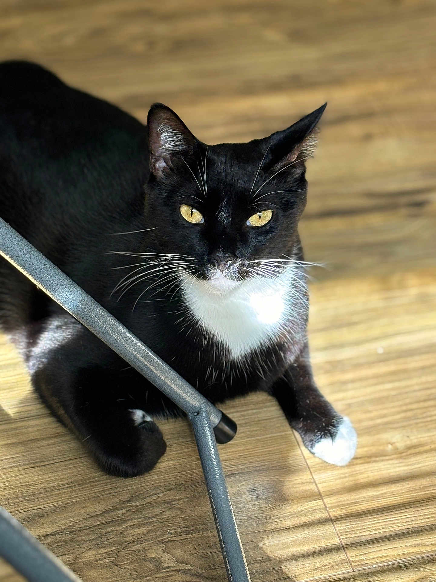 Simon