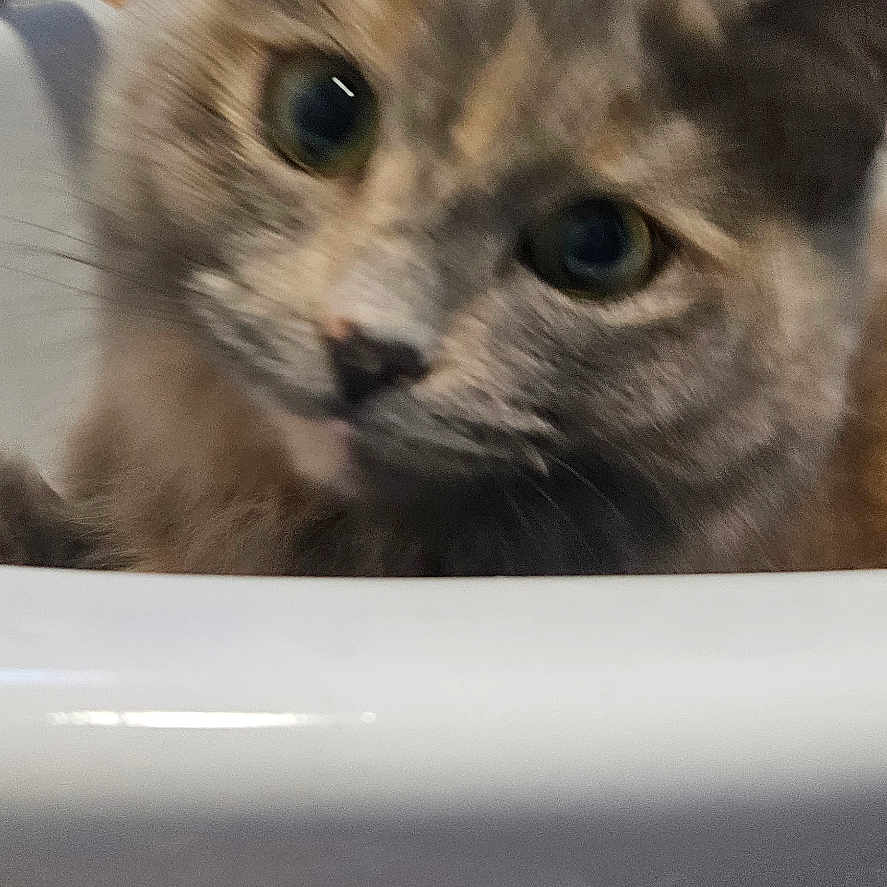 Pooh Bear is registered to the contest to win money with this photo: animal, bathroom, blurry, cat, close_up, curiosity, curious, domestic_animal, ears, eye, face, feline, fur, head, indoor, mouth, nose, pet, sink, whiskers