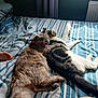 cat, cats, bed, striped_bedspread, snuggling, sleeping, indoor, feline, fur, collar, purple_collar, sunlight, shadow, cozy, pet, resting, paw, tail, human_limb, curtain