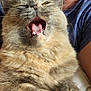 cat, person, glasses, blue_shirt, close_up, yawning, fluffy, cuddling, face, mouth_open, whiskers, fur, indoor, relaxed, pet, cute, smiling, human, comfort, resting