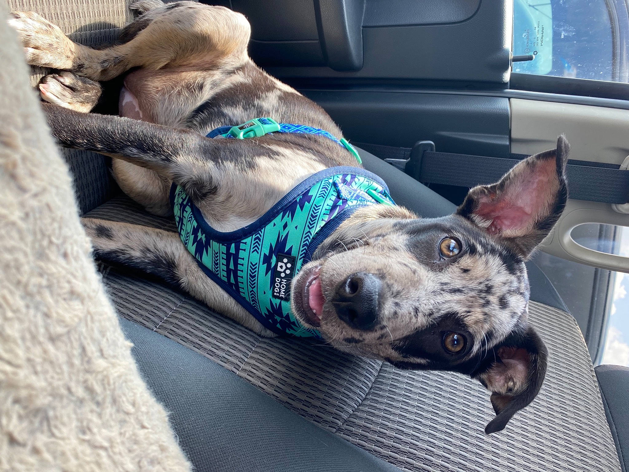 Bailey joined the competition — help win amazing prizes! auto_part, automotive_exterior, canidae, car, carnivore, collar, companion_dog, dog, dog_breed, dog_collar, dog_supply, fawn, leash, pet_supply, snout, sporting_group, vehicle, vehicle_door, window, working_animal