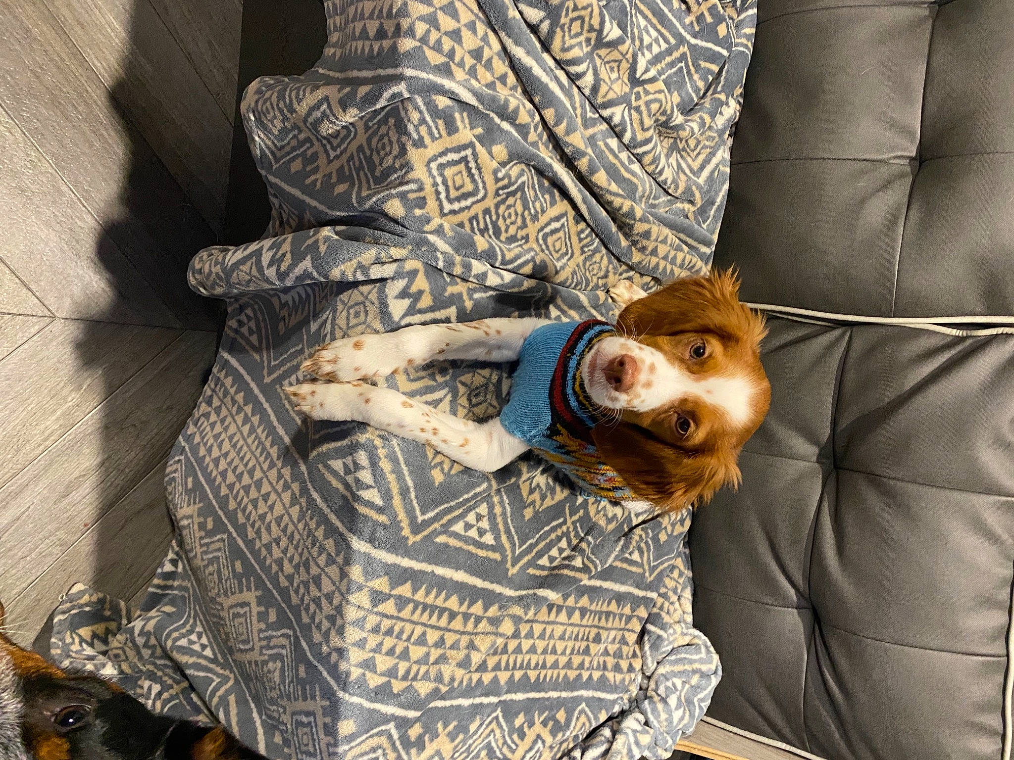 Willow is registered to the contest to win money with this photo: chair, comfort, couch, denim, fashion_accessory, flooring, fur, human_leg, linens, outerwear, pattern, personal_protective_equipment, room, sitting, sleeve, street_fashion, textile, uniform, wood