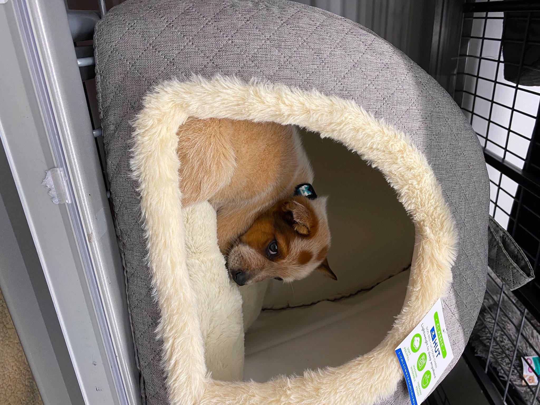 Cash is registered to the contest to win money with this photo: animal_shelter, canidae, carnivore, cat_bed, cat_supply, comfort, companion_dog, dog_breed, dog_supply, domestic_short_haired_cat, fawn, felidae, fur, pet_supply, small_to_medium_sized_cats, snout, sporting_group, stairs, tail, whiskers