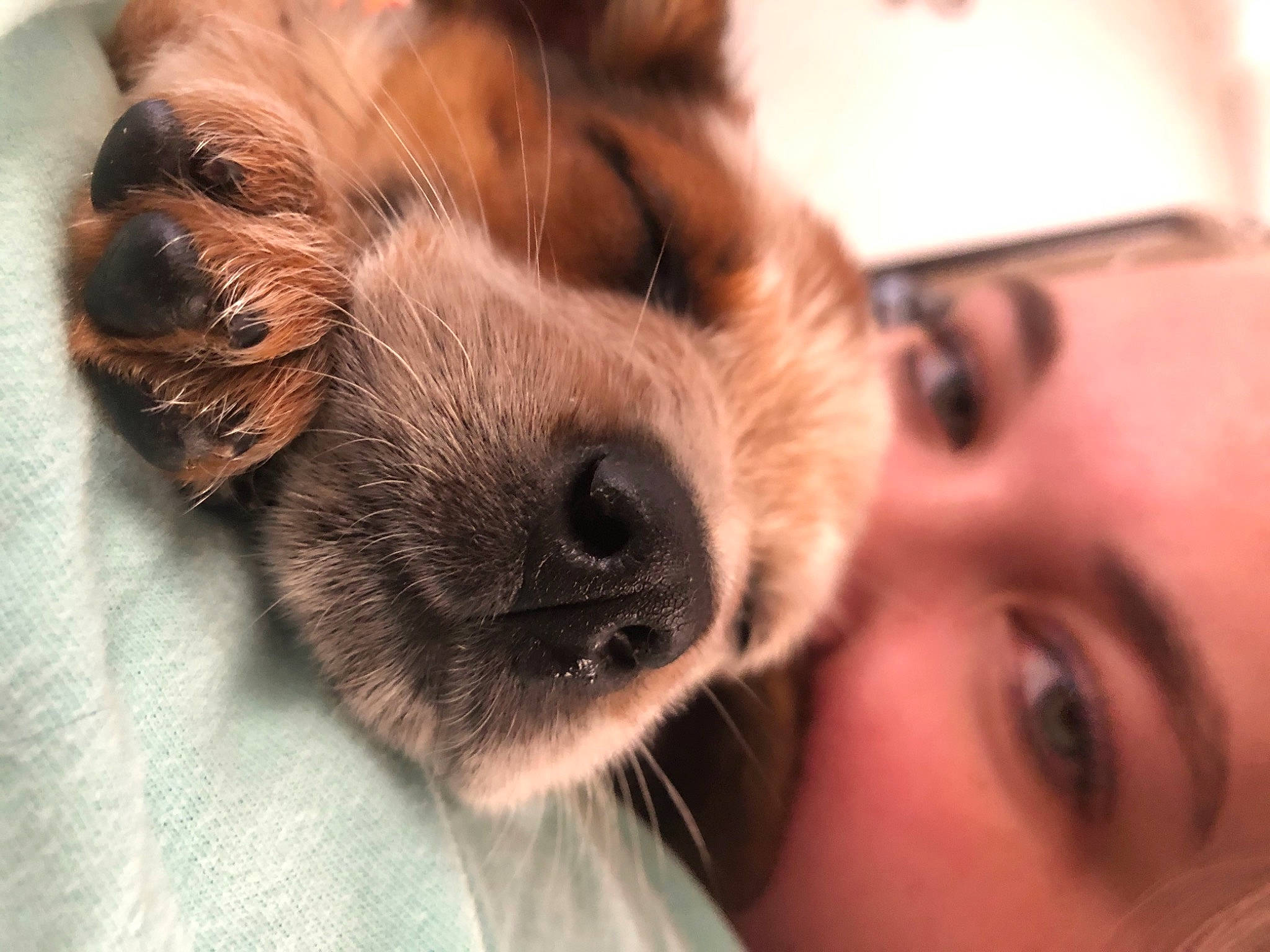 Cash joined the competition — help win amazing prizes! carnivore, close_up, companion_dog, dog, dog_breed, ear, eyebrow, eyelash, eyewear, fawn, gesture, happy, iris, liver, long_hair, nose, selfie, snout, toy_dog, whiskers