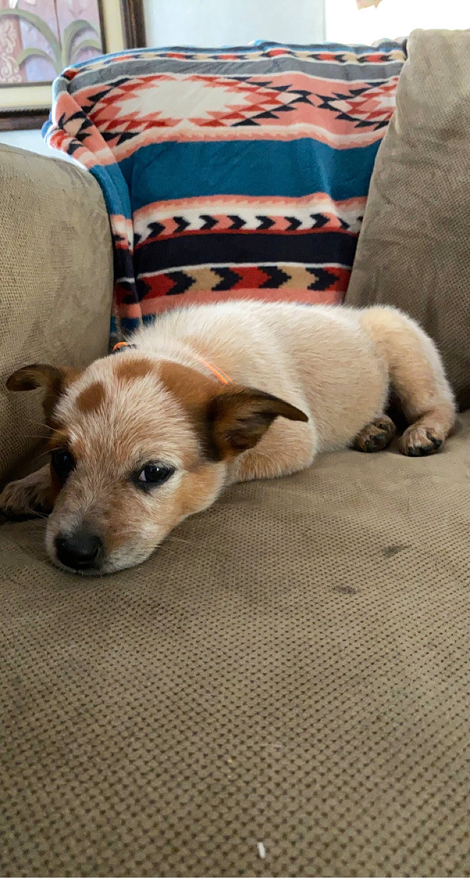 Cash joined the competition — help win amazing prizes! carnivore, chair, comfort, companion_dog, couch, dog, dog_breed, dog_supply, fawn, flooring, fur, furniture, hardwood, living_room, pillow, tail, throw_pillow, whiskers, wood, working_animal