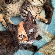 Es participe au concours pour gagner de l'argent avec cette photo : kitten, cat, feline, pet, animal, cute, tabby, calico, fur, whiskers, eyes, indoor, blue_blanket, resting, closeup, young, playful, looking_up, soft, cozy