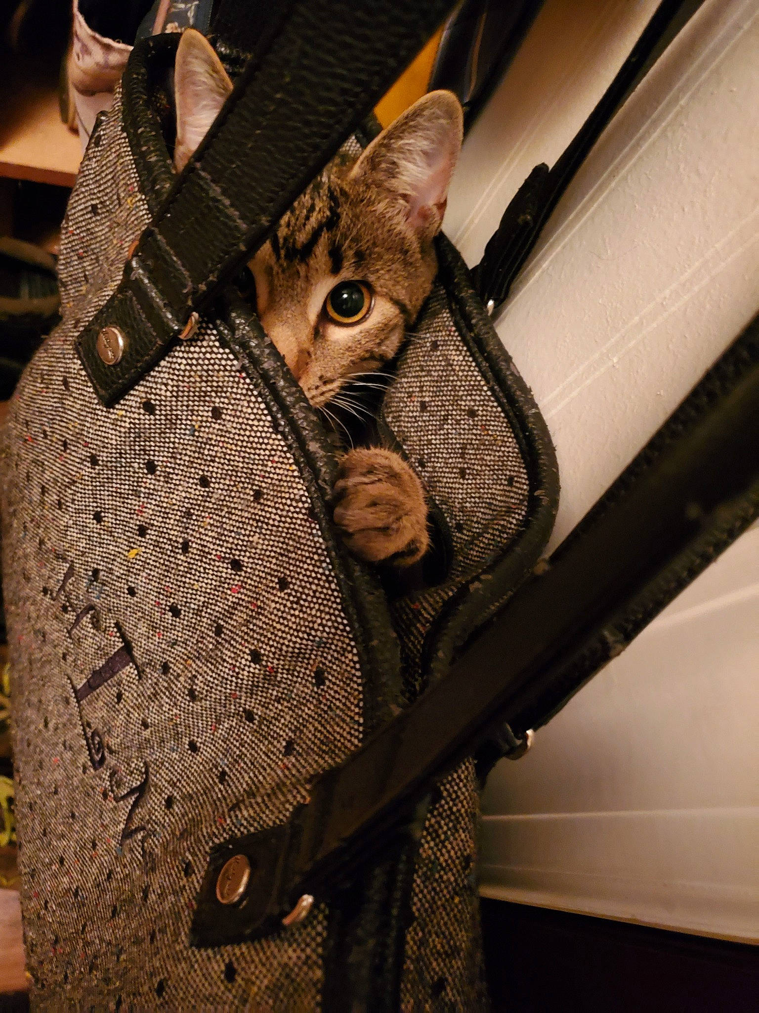 Yamee is registered to the contest to win money with this photo: cat, chausie, fawn, felidae, fur, small_to_medium_sized_cats, whiskers