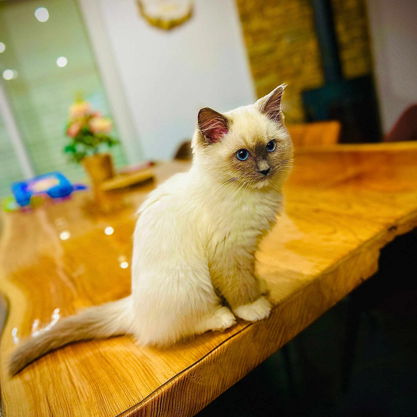 Ysia participe au concours pour gagner de l'argent avec cette photo : abyssinian, angora, animal, cat, flower, flowerarrangement, furniture, hardwood, indoors, interiordesign, kitten, manx, pet, plant, plywood, shelf, siamese, stainedwood, table, wood