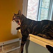 Lacey joined the competition — help win amazing prizes! animal, cat, cozy, domestic, feline, fur, home, indoor, ledges, mammal, paw, pet, relaxed, resting, sleepy, striped, sunlight, tabby_cat, window, yawning