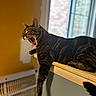 animal, cat, cozy, domestic, feline, fur, home, indoor, ledges, mammal, paw, pet, relaxed, resting, sleepy, striped, sunlight, tabby_cat, window, yawning