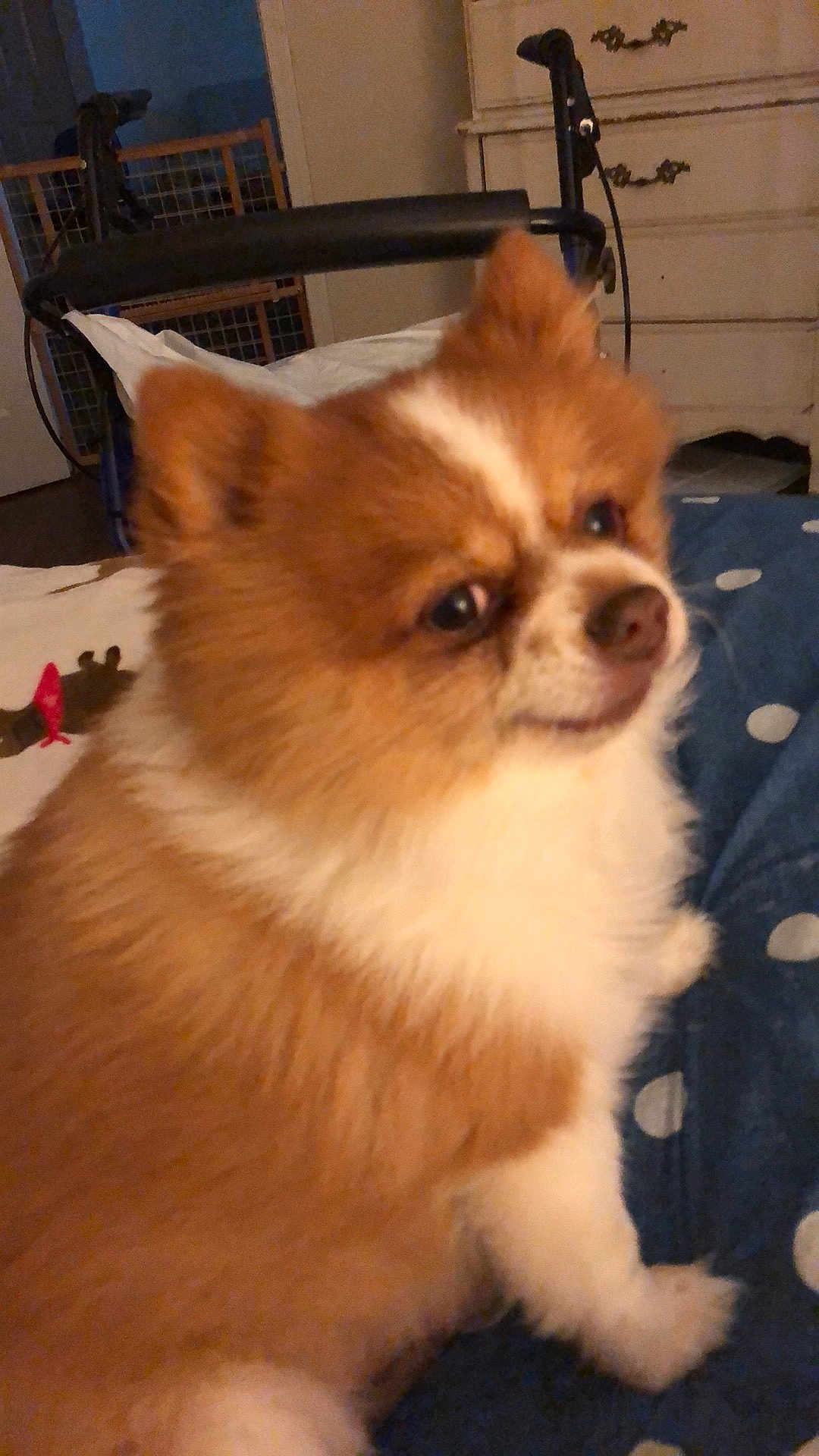 Gibby