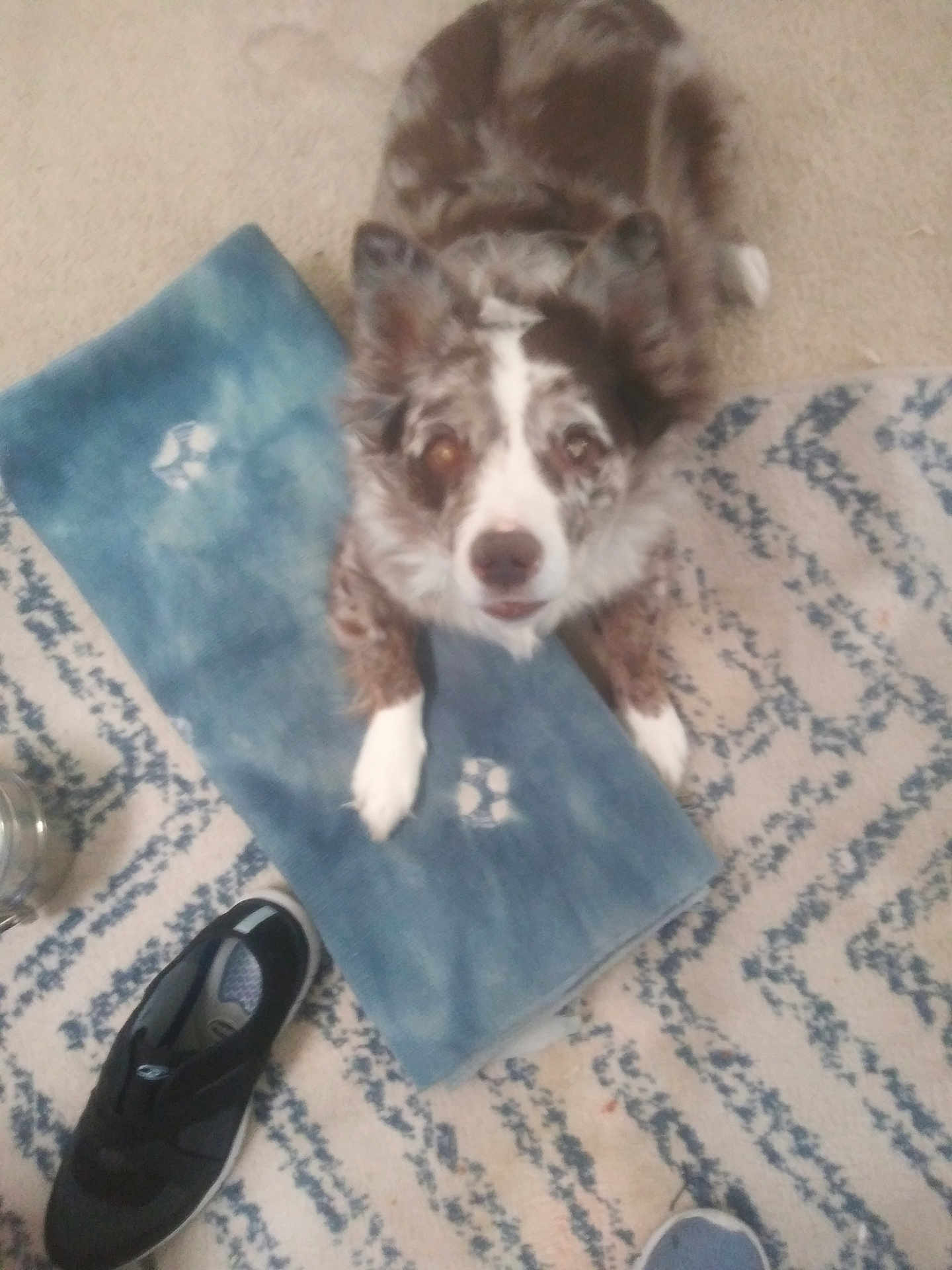 Angus is registered to the contest to win money with this photo: dog, carpet, shoe, yoga_mat, indoor, pet, paw, curious, floor, pattern, speckled_coat, resting, looking_up, black_shoe, blue_mat, furry, home, animal, cute, companion