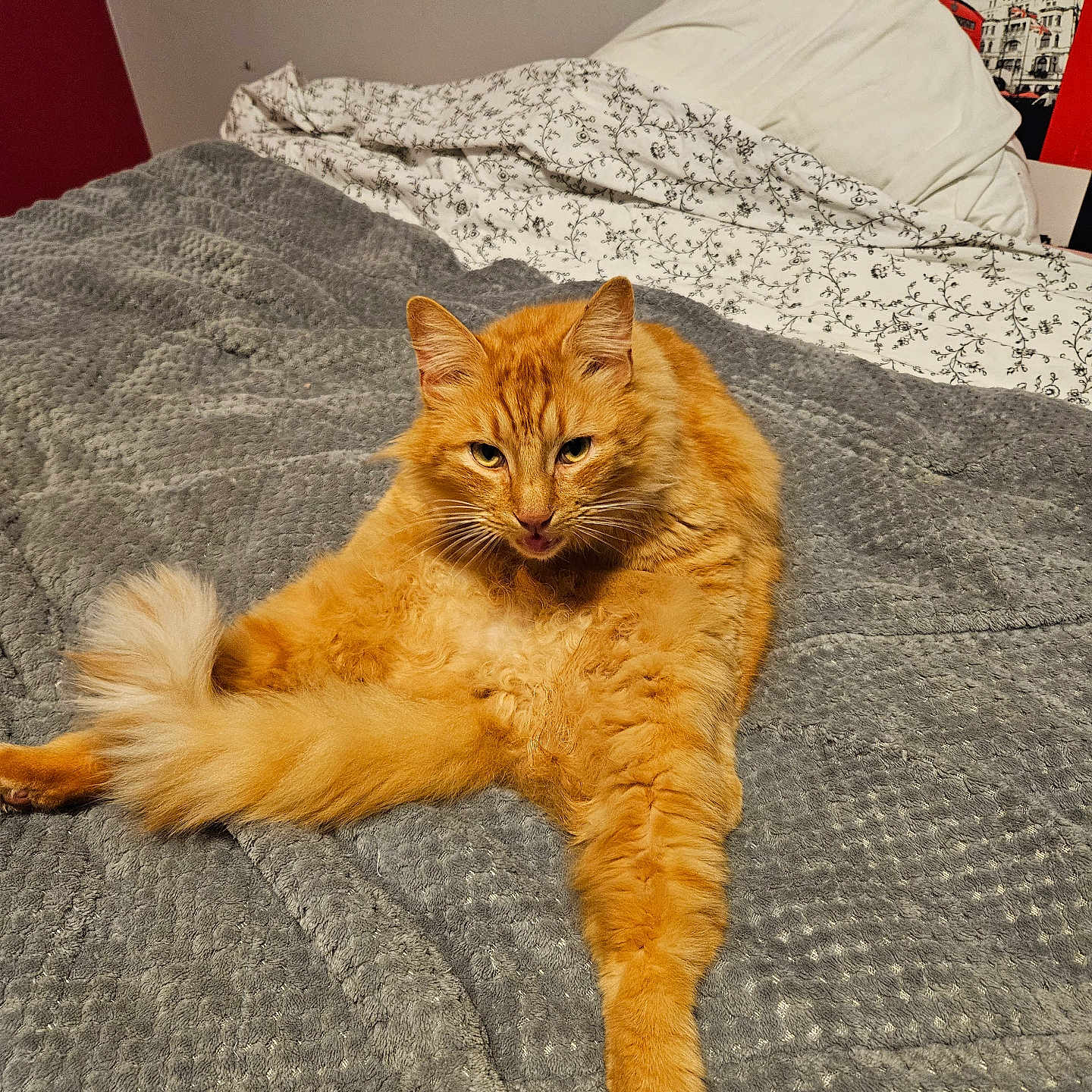 Simba