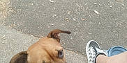 Poutchy participe au concours pour gagner de l'argent avec cette photo : animal, asphalt, brown_dog, canine, casual, checkered_shoes, close_up, curious, daylight, dog, footwear, legs, outdoor, pavement, person, pet, shoes, sidewalk, sitting, street
