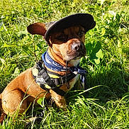 Poutchy participe au concours pour gagner de l'argent avec cette photo : animal, bandana, brown_fur, canine, collar, daylight, dog, ears, field, grass, greenery, harness, hat, leash, nature, outdoor, pet, portrait, sitting, sunlight