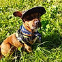 animal, bandana, brown_fur, canine, collar, daylight, dog, ears, field, grass, greenery, harness, hat, leash, nature, outdoor, pet, portrait, sitting, sunlight