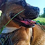 Poutchy participe au concours pour gagner de l'argent avec cette photo : animal, canine, close_up, collar, daylight, dog, fur, grass, greenery, happy, nature, outdoor, pet, playful, relaxed, side_profile, snout, summer, sunlight, tongue