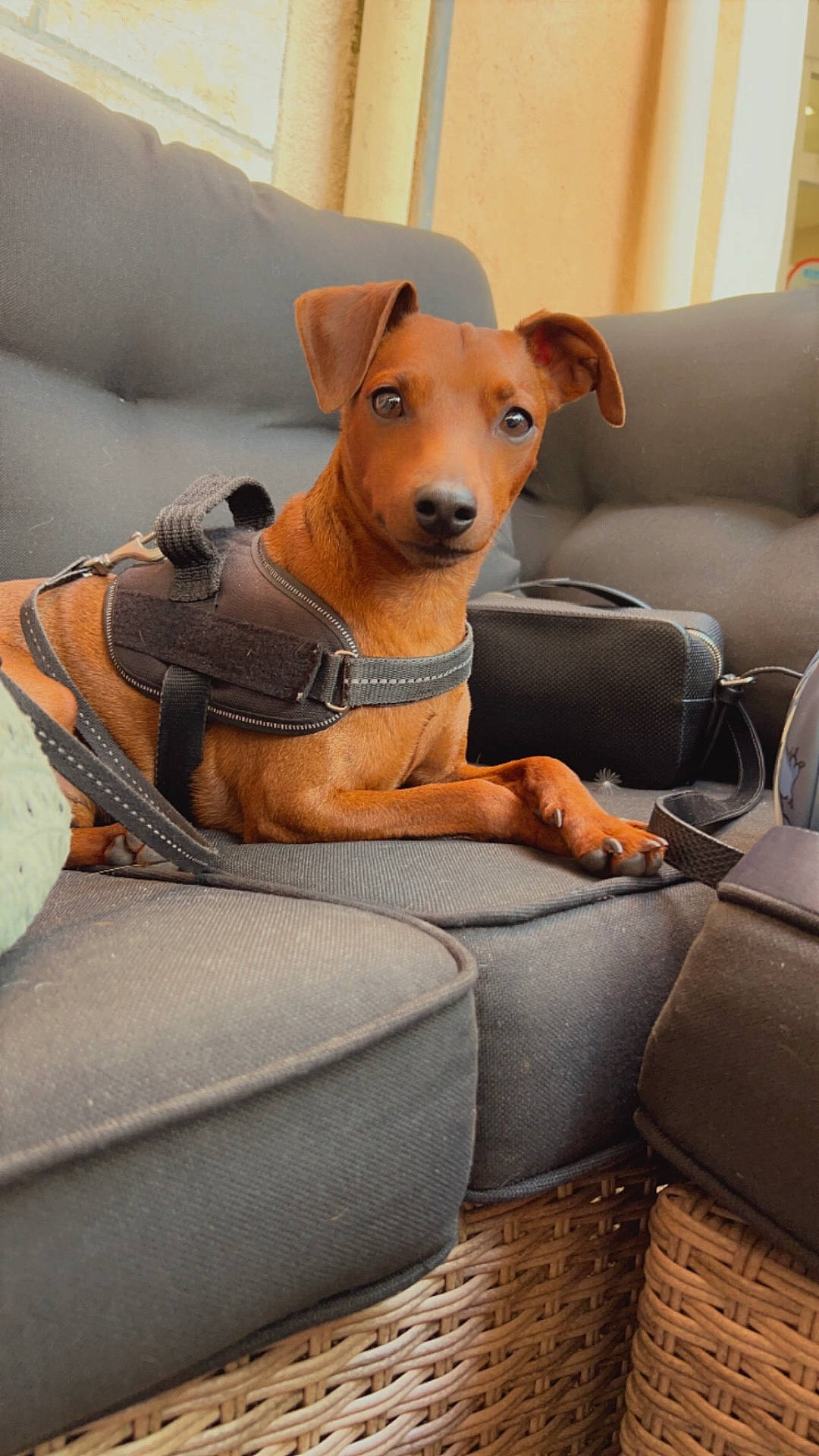 Aristote a rejoint le concours — aidez-le/la à gagner de superbes lots ! accessories, animal, architecture, armchair, bag, building, canine, chair, couch, cushion, dog, furniture, handbag, homedecor, hound, indoors, livingroom, pet, puppy, room