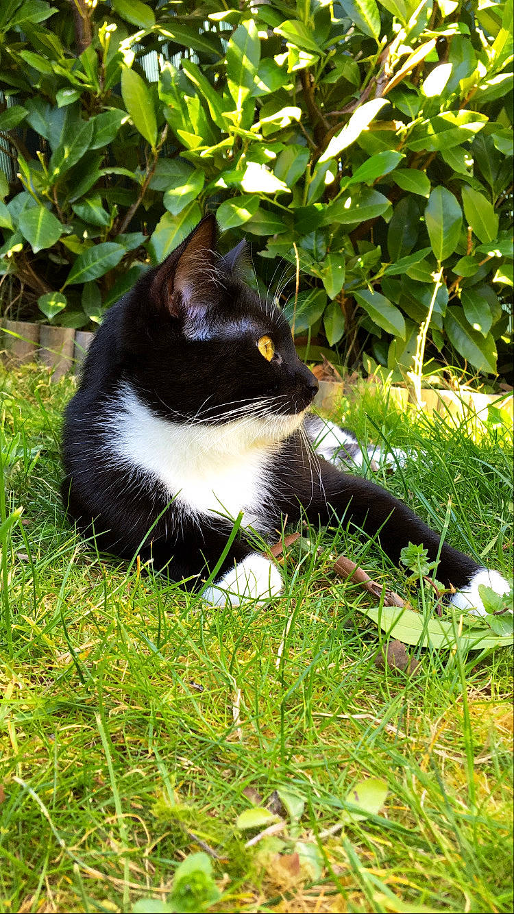 Maska participe au concours pour gagner de l'argent avec cette photo : carnivore, cat, felidae, fur, grass, green, groundcover, small_to_medium_sized_cats, snout, tail, terrestrial_animal, whiskers
