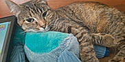 Mystic joined the competition — help win amazing prizes! cat, tabby, plush_toy, shark, resting, sleepy, indoor, wooden_background, tablet, relaxed, pet, feline, cozy, closeup, whiskers, fur, animal, soft_texture, blue, brown