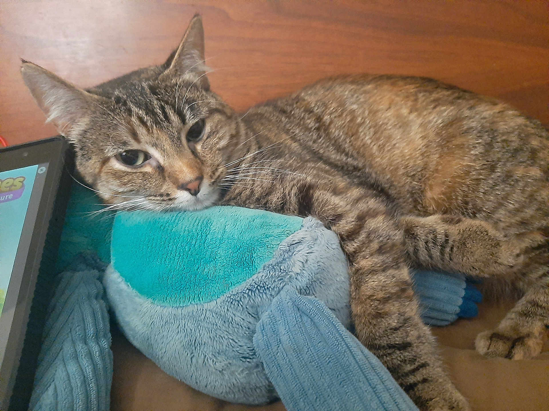 Mystic joined the competition — help win amazing prizes! cat, tabby, plush_toy, shark, resting, sleepy, indoor, wooden_background, tablet, relaxed, pet, feline, cozy, closeup, whiskers, fur, animal, soft_texture, blue, brown