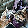 Mystic is registered to the contest to win money with this photo: kitten, cat, handbag, purple, shopping_bag, receipt, car_interior, seat, close_up, curious, pet, feline, whiskers, wide_eyes, indoor, animal, small, cute, domestic, exploration