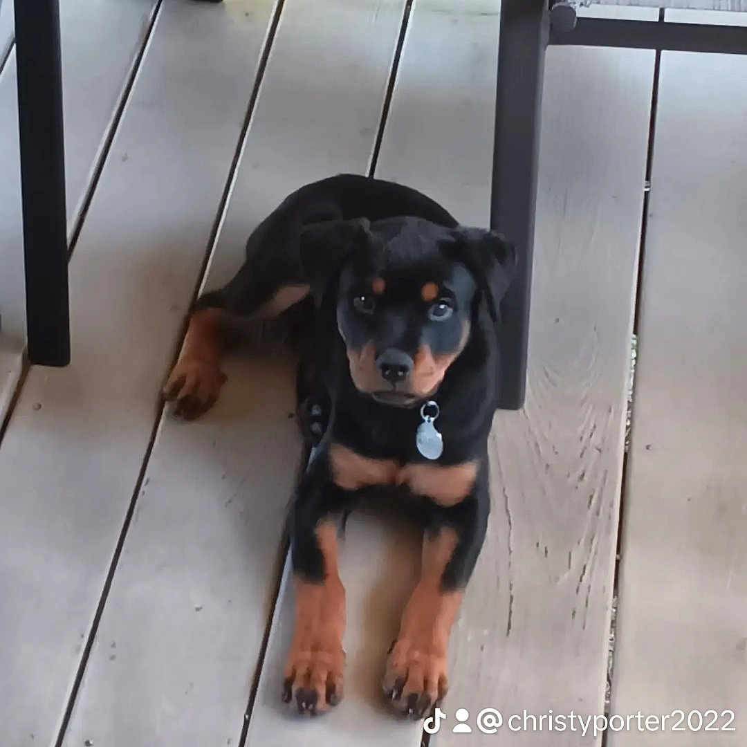 Remi is registered to the contest to win money with this photo: animal, architecture, bostonbull, bulldog, canine, chihuahua, dog, dogbed, hound, indoors, interiordesign, labradorretriever, person, pet, policedog, pug, puppy, snout, walkingdog, woodpanels