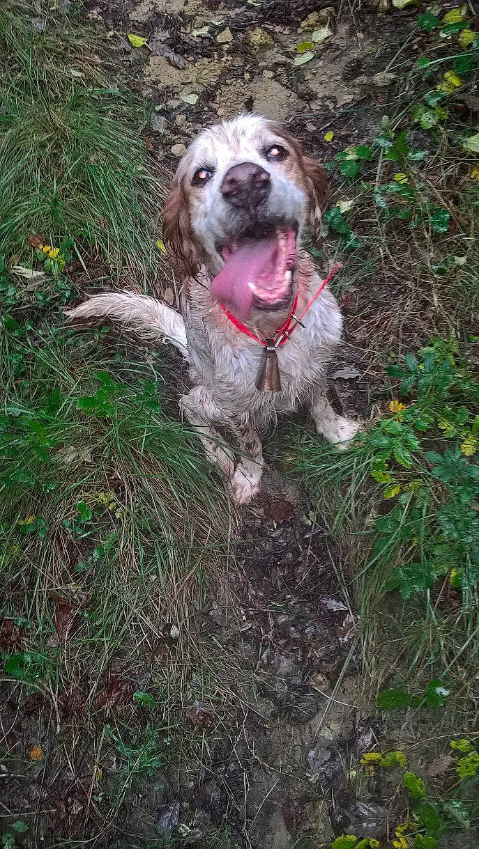 Chivas participe au concours pour gagner de l'argent avec cette photo : canidae, carnivore, cocker_spaniel, companion_dog, dog, dog_breed, english_setter, grass_family, groundcover, gun_dog, hunting_dog, liver, pointing_breed, russian_spaniel, snout, spaniel, sporting_group, tongue, tooth, working_animal