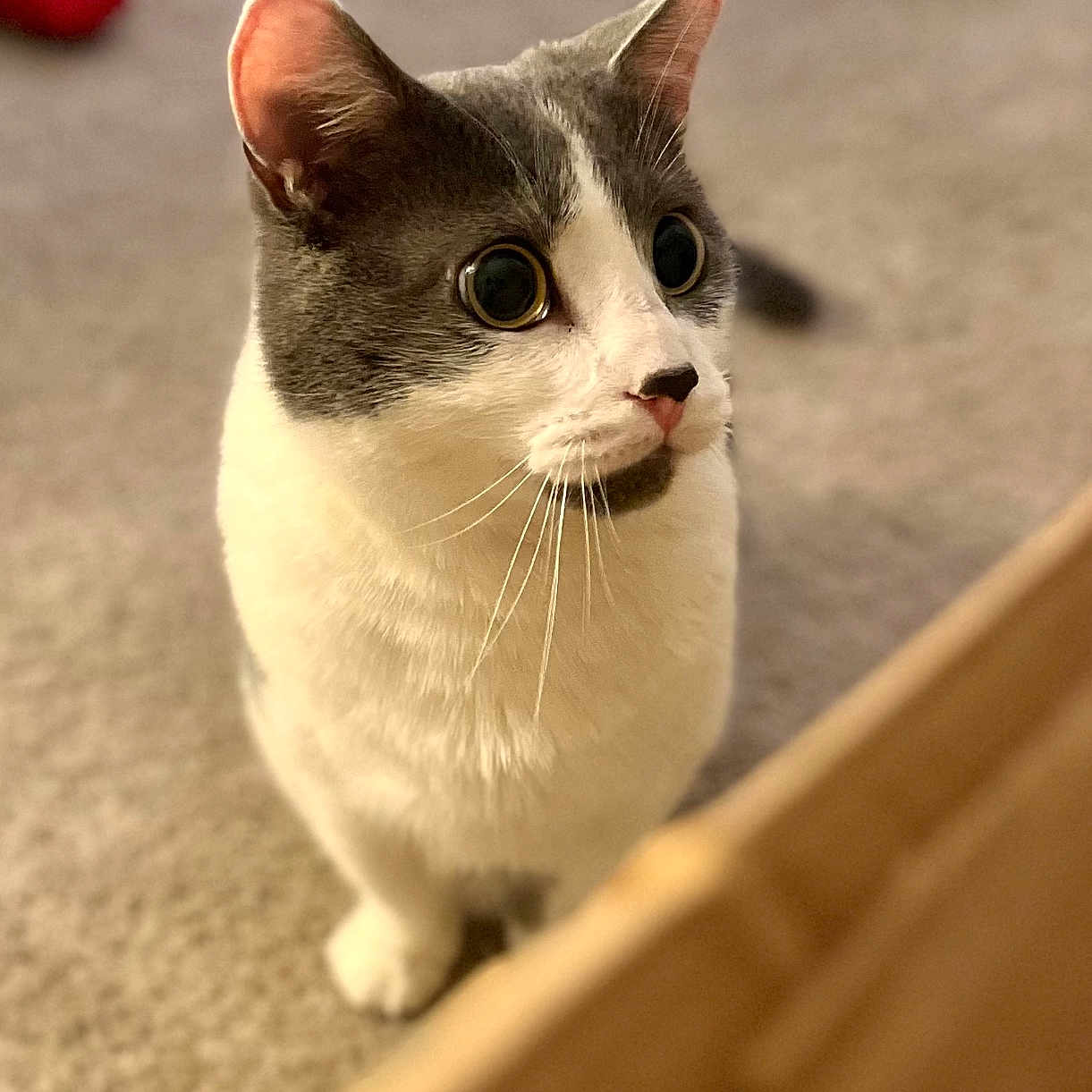 Misu