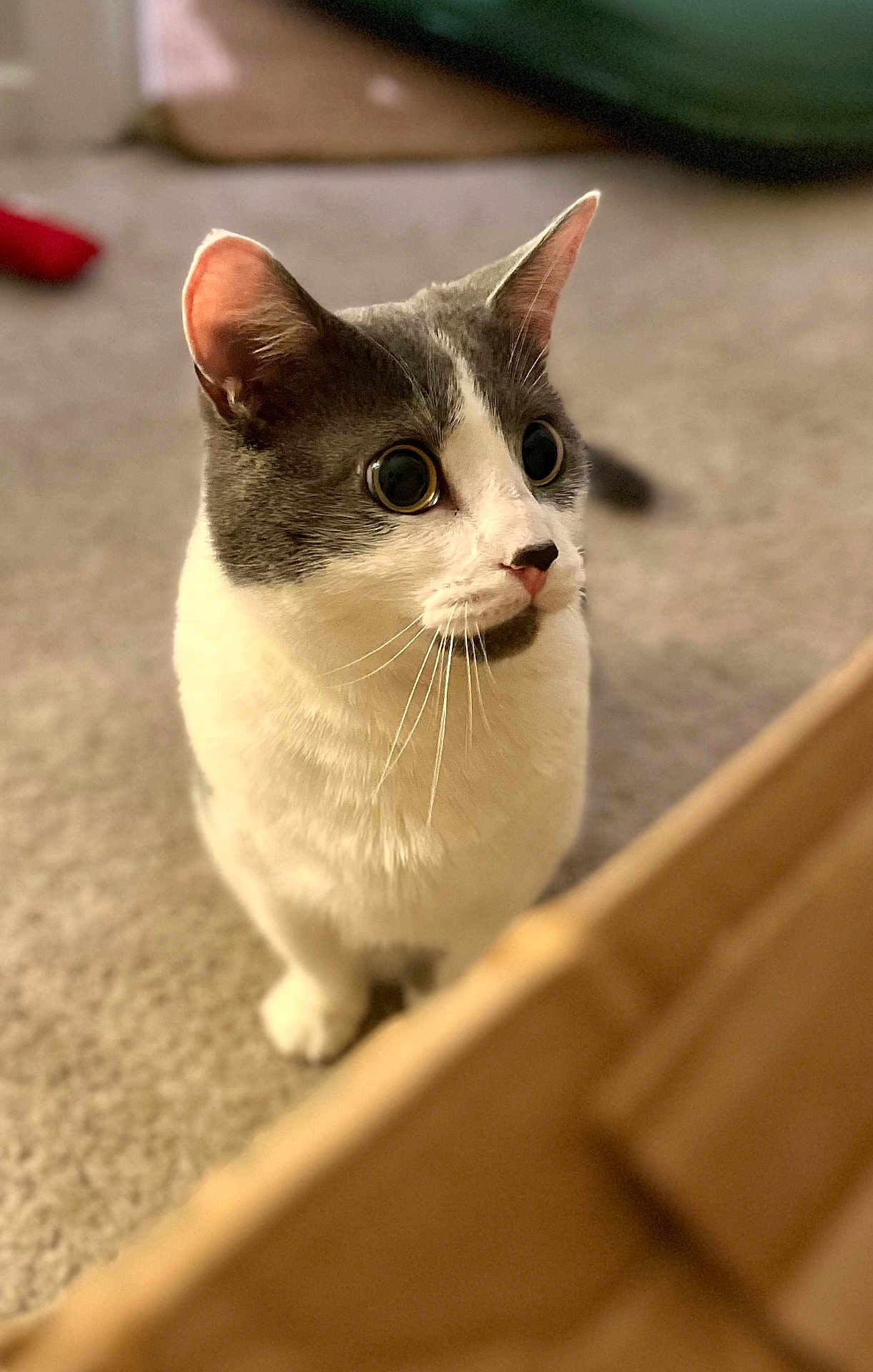 Misu