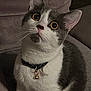 Misu joined the competition — help win amazing prizes! cat, gray_and_white, pet, collar, bell, wide_eyes, curious, indoor, feline, whiskers, ears, fur, sitting, close_up, face, portrait, texture, couch, soft_lighting, animal