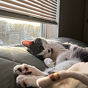 Misu joined the competition — help win amazing prizes! cat, window, blinds, sunlight, paws, relaxing, indoor, quilted_surface, pet, feline, cozy, resting, whiskers, fur, closeup, evening, home, animal, sleepy, comfort
