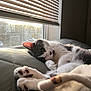 cat, window, blinds, sunlight, paws, relaxing, indoor, quilted_surface, pet, feline, cozy, resting, whiskers, fur, closeup, evening, home, animal, sleepy, comfort