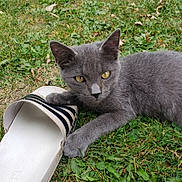 Boris joined the competition — help win amazing prizes! adidas_sandal, animal, cat, close_up, cute, daylight, domestic_cat, feline, footwear, grass, gray_cat, greenery, nature, outdoor, paw, pet, playful, resting, summer, yellow_eyes