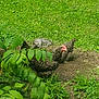 Boris is registered to the contest to win money with this photo: animal, bird, cat, chicken, daylight, environment, farm, fowl, grass, greenery, ground, leaf, nature, outdoor, peaceful, plants, relaxation, resting, sleeping, wildlife