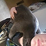 Boris is registered to the contest to win money with this photo: cat, person, indoor, affection, gray_cat, casual, chain_necklace, graphic_tee, nuzzling, close_up, pet, love, comfort, hand, face, animal, feline, young_adult, home, candid