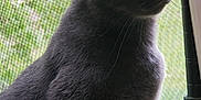 Boris joined the competition — help win amazing prizes! cat, gray_cat, window, screen, leaf, green_leaf, pet, animal, feline, fur, whiskers, side_profile, indoor, natural_light, curious, sitting, closeup, ears, eyes, domestic_cat